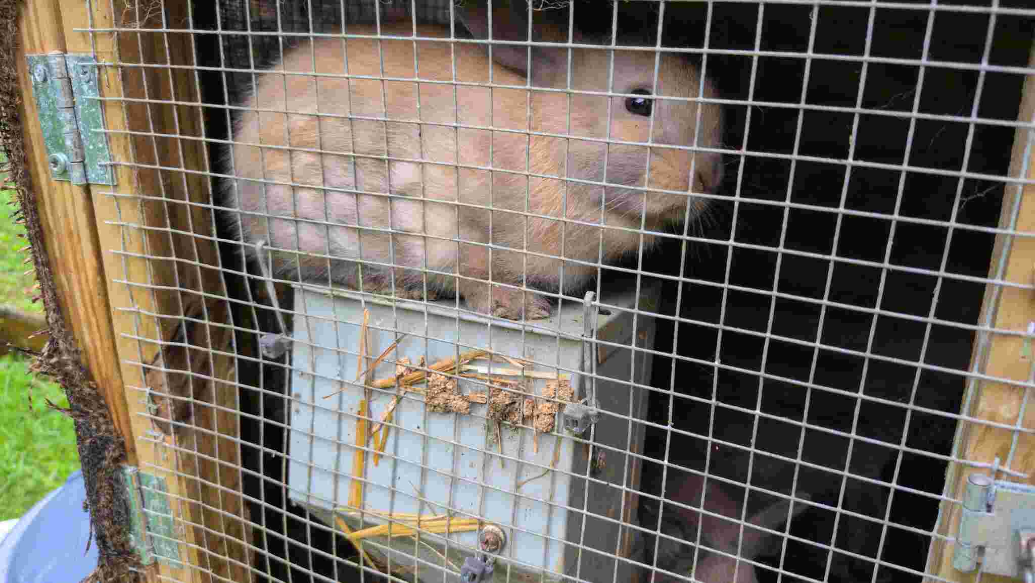 Rabbit on top of it's feeder